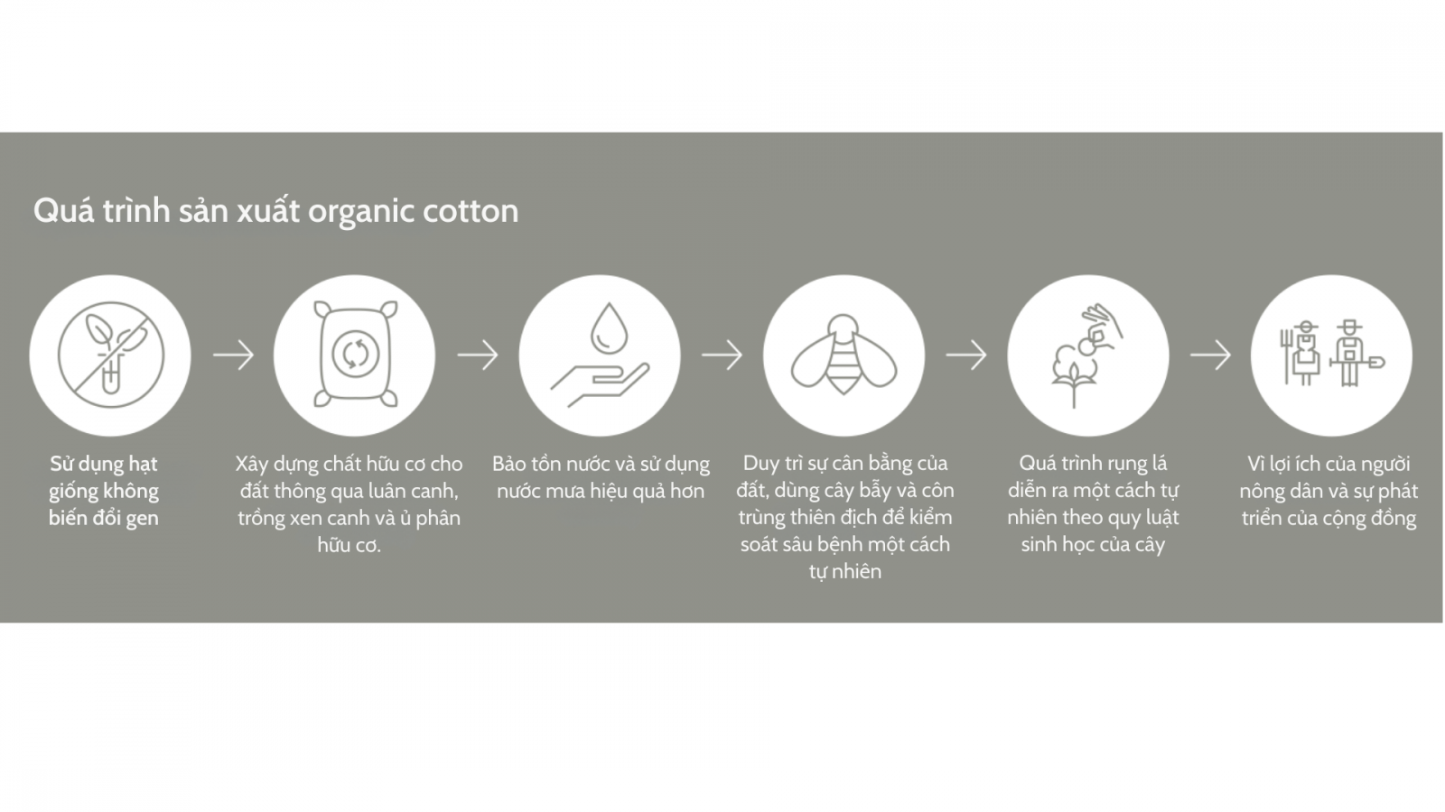 Organic Cotton - Textil Santanderina