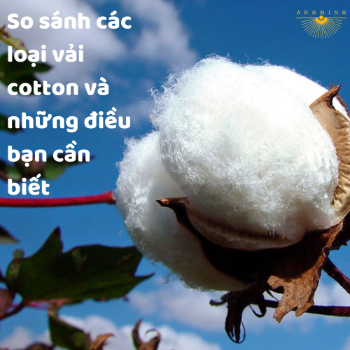 So sánh ưu và nhược điểm của cotton thường, cotton mercerized và cotton organic